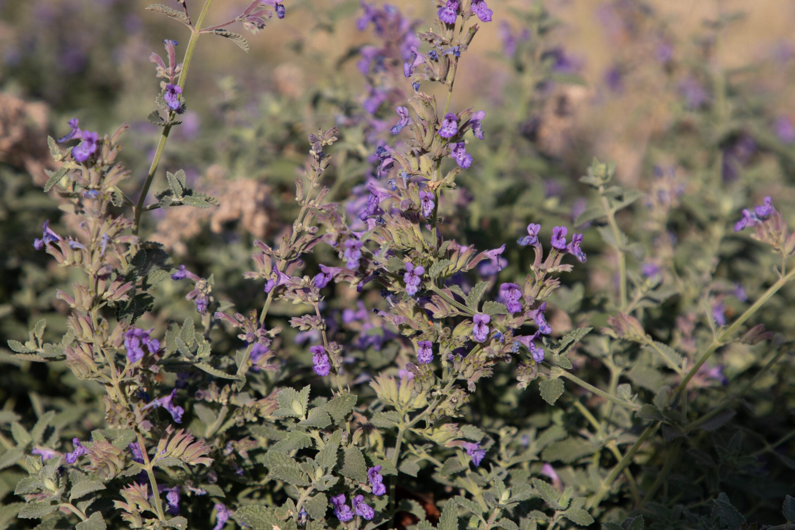 Lilac Flowers on green bush